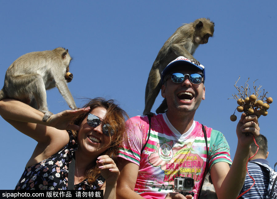 泰國：狂吃海塞歡度節日！猴子自助餐節在曼谷舉行