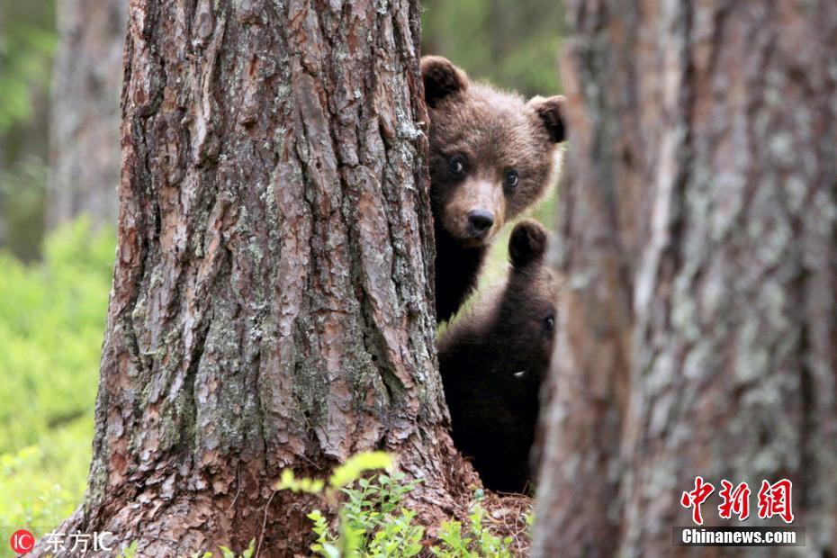 芬蘭熊媽帶娃躲貓貓 隔樹干獻吻寶寶甜化了