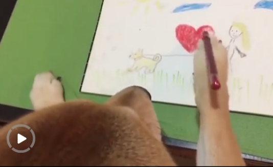 愛看電視的狗狗長什么樣？香港一柴犬被稱最像人類的狗【組圖】