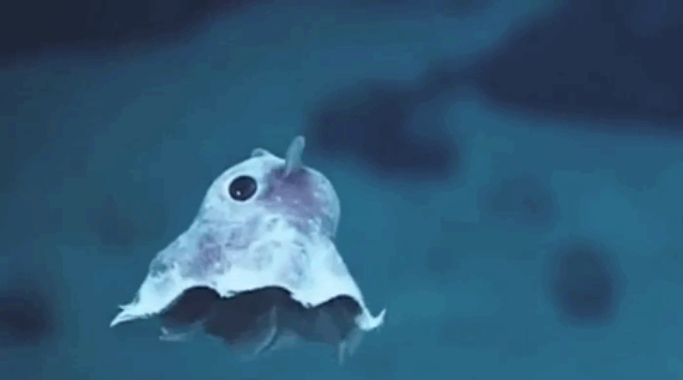 這些動物寶寶你能認識幾個？