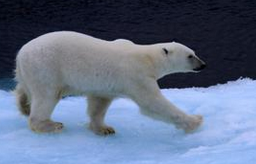 北極熊出逃被射殺 園方:怕傷害游客