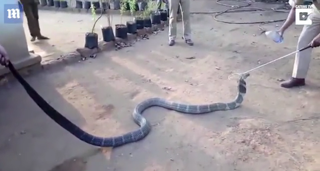 “我好渴！”眼鏡蛇爬進(jìn)村莊求助 村民喂瓶裝水