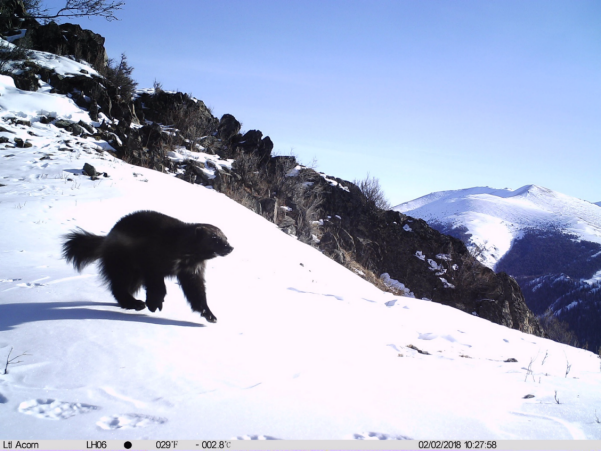 新疆兩河源自然保護區2018首現雪豹行蹤