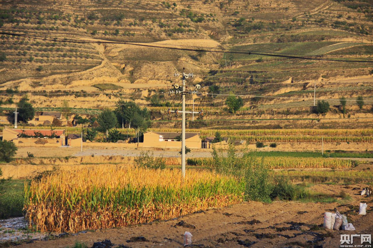 【網絡媒體“走轉改”】育產業、促脫貧：周灣村的精準扶貧