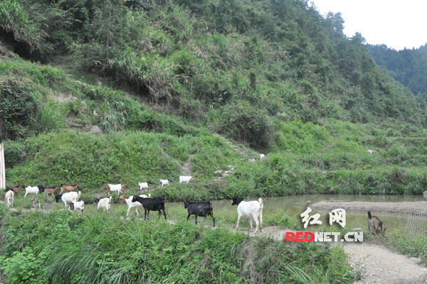 【網(wǎng)絡(luò)媒體走轉(zhuǎn)改】永順三家田村:小基金大作用 留下永不撤走的扶貧隊(duì)