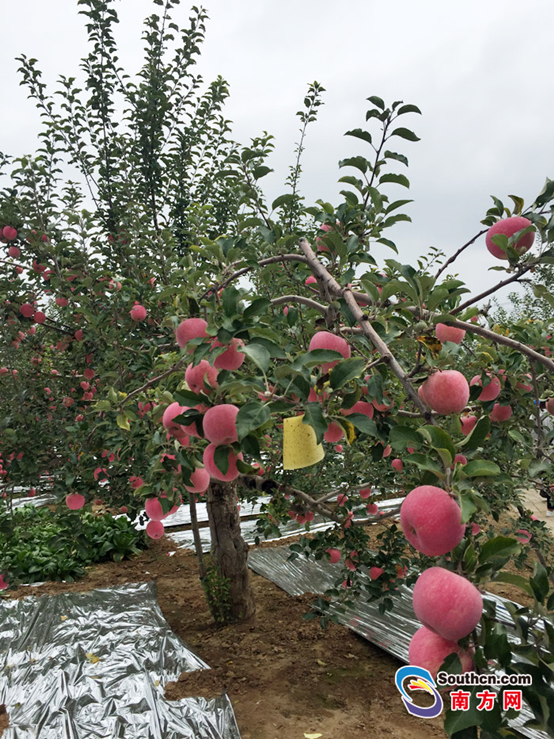 【網(wǎng)絡媒體走轉改】“洛川模式”精準扶貧 貧困山區(qū)變經(jīng)濟增長帶