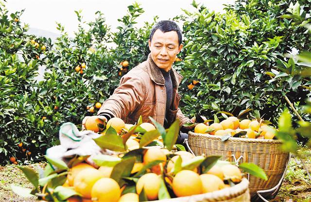 【領航新征程】重慶市南川石漠化治理 向“土地癌癥”說不