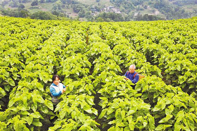 【領航新征程】重慶市南川石漠化治理 向“土地癌癥”說不